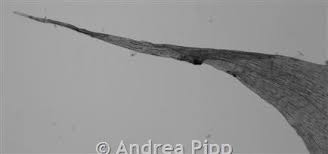 Attēlu rezultāti vaicājumam “Campylium stellatum sporophyte”