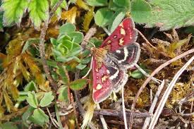 Attēlu rezultāti vaicājumam “Pyrausta purpuralis”