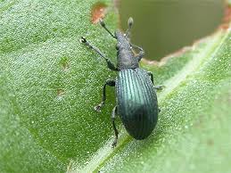 Attēlu rezultāti vaicājumam “Apion sp.”