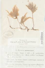 Attēlu rezultāti vaicājumam “Thamnobryum subserratum”