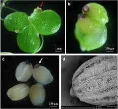 Attēlu rezultāti vaicājumam “Lemna gibba”