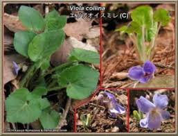 Attēlu rezultāti vaicājumam “Viola collina flower”