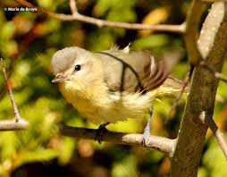 Image result for Vireo philadelphicus