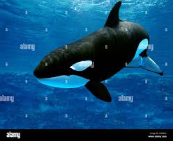 Image result for Orcinus orca