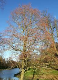 Attēlu rezultāti vaicājumam “Alnus incana”