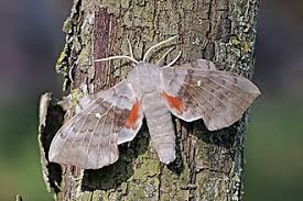 Attēlu rezultāti vaicājumam “Laothoe populi imago”