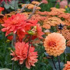 Attēlu rezultāti vaicājumam “Koeleria glauca flower”