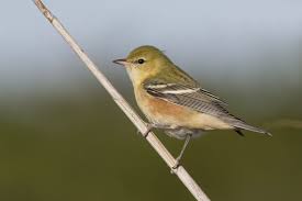 Image result for Dendroica castanea