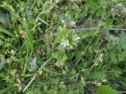 Attēlu rezultāti vaicājumam “Cerastium holosteoides leaf”