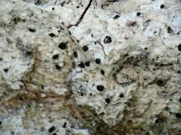 Attēlu rezultāti vaicājumam “Acrocordia gemmata”