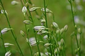 Attēlu rezultāti vaicājumam “Campanula persicifolia bud”
