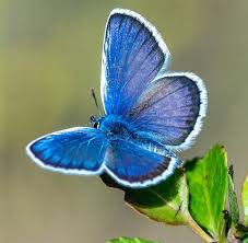 Attēlu rezultāti vaicājumam “Polyommatus icarus”