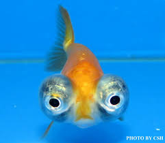 Image result for 金魚