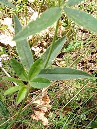Attēlu rezultāti vaicājumam “Trifolium alpestre leaf”