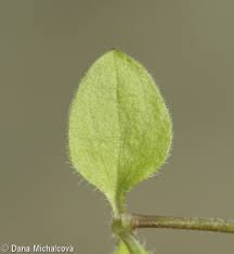 Attēlu rezultāti vaicājumam “Moehringia trinervia leaf”