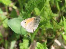 Attēlu rezultāti vaicājumam “Coenonympha pamphilus upperside”