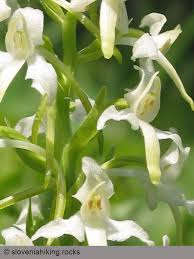 Attēlu rezultāti vaicājumam “Platanthera bifolia leaf”