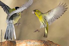 Attēlu rezultāti vaicājumam “Carduelis spinus male”