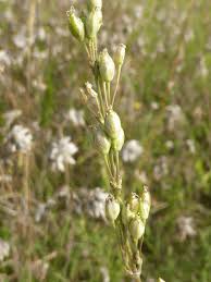 Attēlu rezultāti vaicājumam “Silene otites fruit”