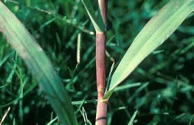 Attēlu rezultāti vaicājumam “Digitaria ischaemum leaf”