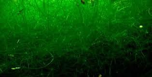 Attēlu rezultāti vaicājumam “Nitella flexilis”