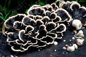 Attēlu rezultāti vaicājumam “Trametes versicolor”