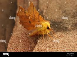 Attēlu rezultāti vaicājumam “Ennomos alniaria”