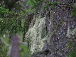 Attēlu rezultāti vaicājumam “Bryoria capillaris”