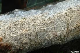 Attēlu rezultāti vaicājumam “Schizopora paradoxa”