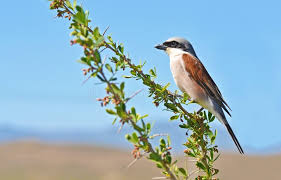 Attēlu rezultāti vaicājumam “Lanius collurio male”