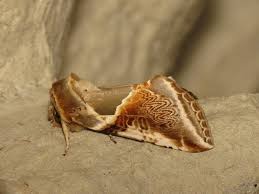 Attēlu rezultāti vaicājumam “Habrosyne pyritoides”