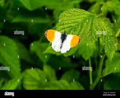 Attēlu rezultāti vaicājumam “Anthocharis cardamines”