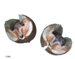 Attēlu rezultāti vaicājumam “Euphorbia palustris fruit”