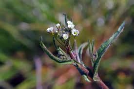 Attēlu rezultāti vaicājumam “Arabis hirsuta”