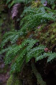 Attēlu rezultāti vaicājumam “Diplomitoporus flavescens”