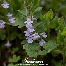 Image result for Glechoma hederacea