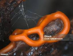 Attēlu rezultāti vaicājumam “Hemitrichia serpula macro”