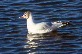 Attēlu rezultāti vaicājumam “Larus ridibundus”