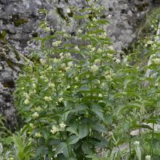 Attēlu rezultāti vaicājumam “Vincetoxicum hirundinaria”