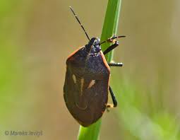Attēlu rezultāti vaicājumam “Jalla dumosa”