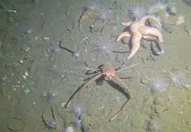 Image result for Xaverian (Liverpool) Octopush Club