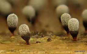 Attēlu rezultāti vaicājumam “Craterium leucocephalum”