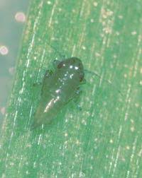 Attēlu rezultāti vaicājumam “Macrosteles nymph”