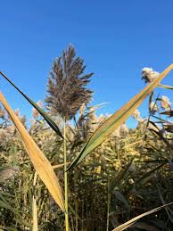Attēlu rezultāti vaicājumam “Phragmites communis”