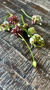 Attēlu rezultāti vaicājumam “Allium oleraceum bud”