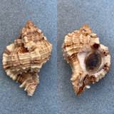 Image result for Cinctura hunteria