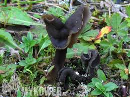 Attēlu rezultāti vaicājumam “Helvella atra”