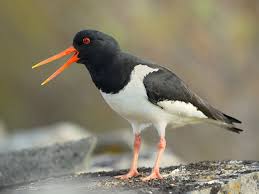 Attēlu rezultāti vaicājumam “Haematopus ostralegus adult”