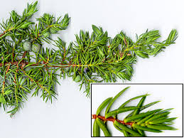 Attēlu rezultāti vaicājumam “Juniperus communis”