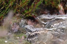 Attēlu rezultāti vaicājumam “Caprimulgus europaeus nest”